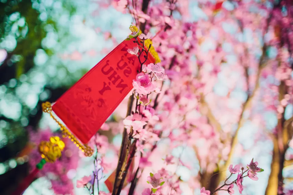 Close-up of pink cherry blossoms with red Lunar New Year banner.